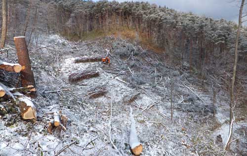 索道工事と危険木の伐採なら川上林業 工事画像
