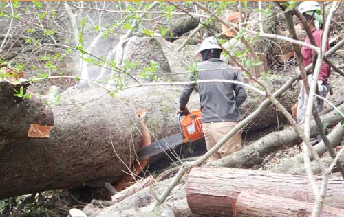 索道工事と危険木の伐採なら川上林業 工事画像
