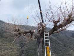 索道工事と危険木の伐採なら川上林業 伐採工の例