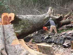 索道工事と危険木の伐採なら川上林業 伐採工の例